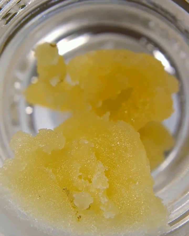 East Coast Alien