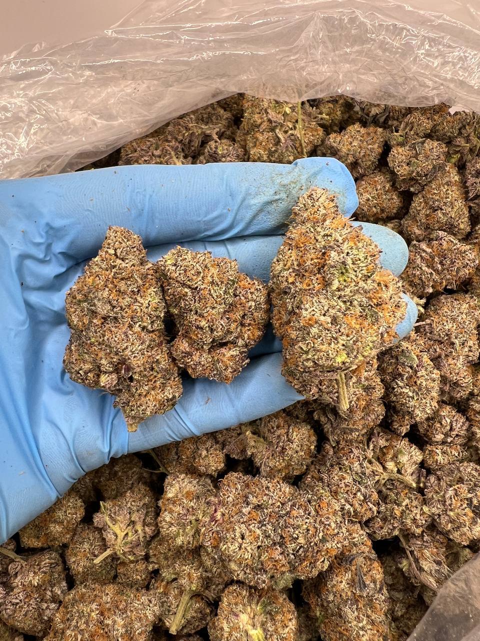 Sour Power OG