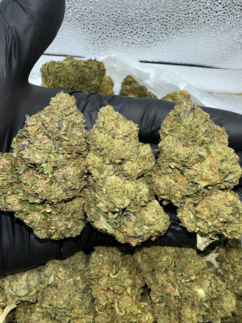 Gelato