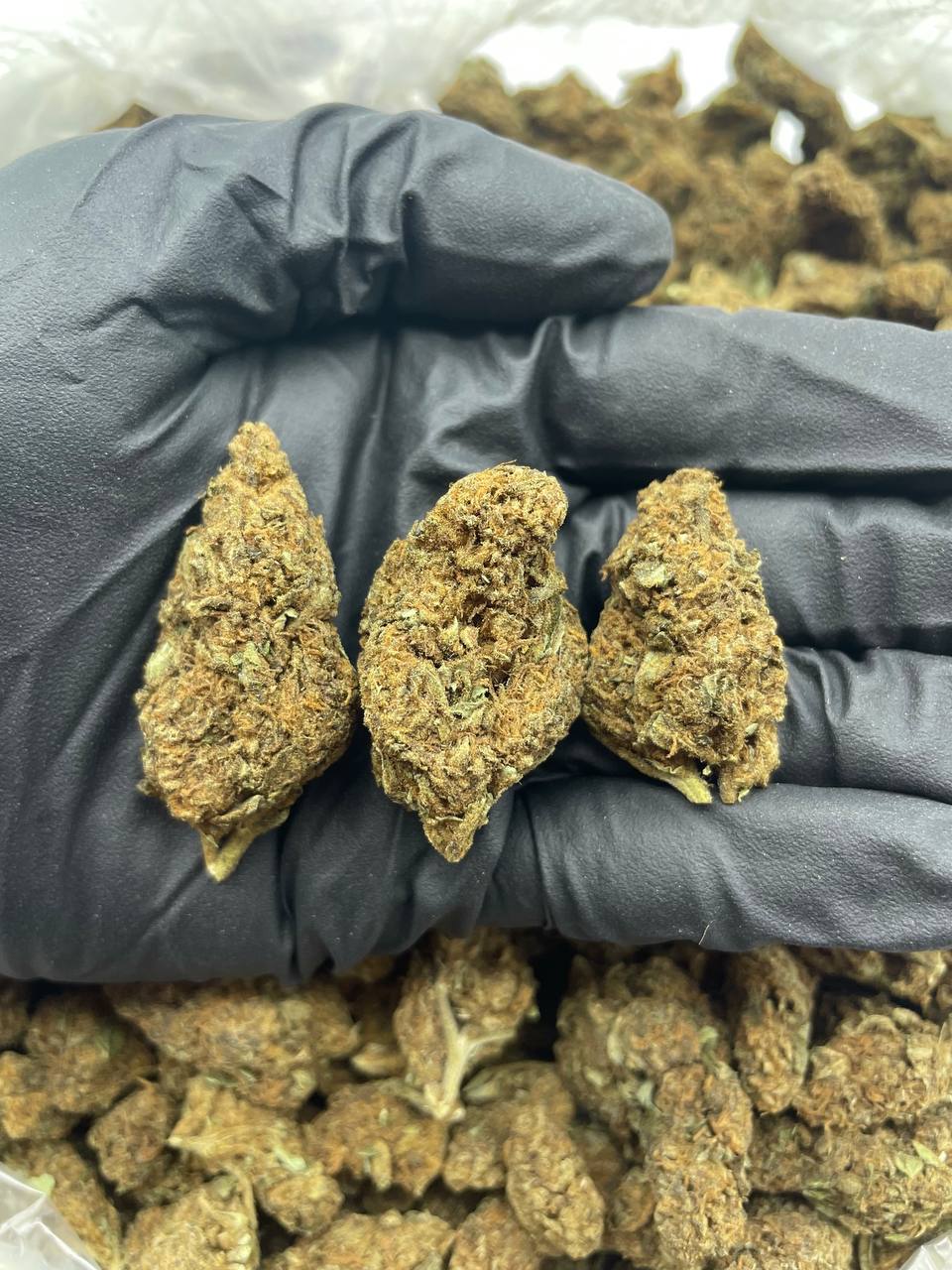 Hindu Kush