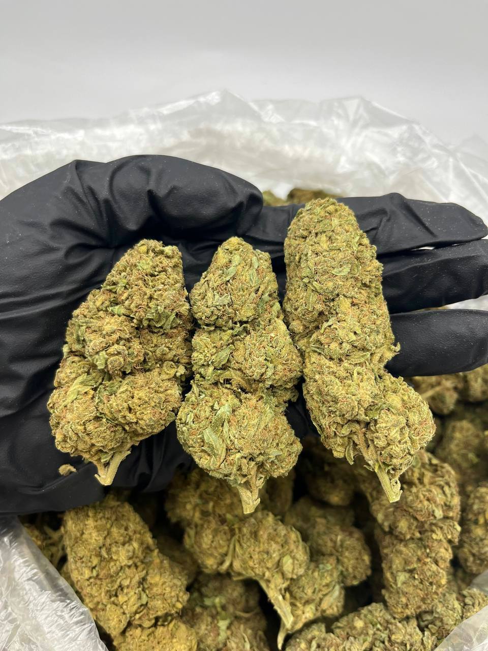 Rockstar Kush