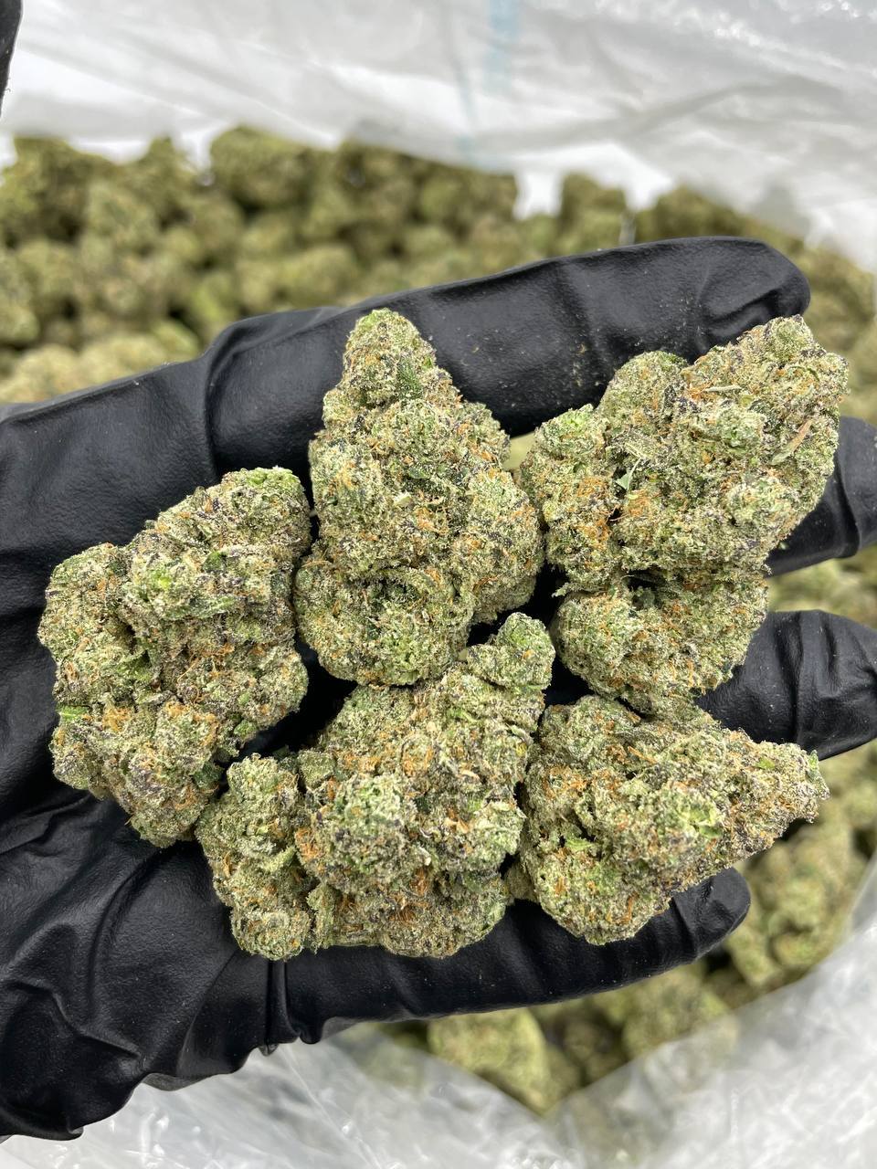 Blue Dream