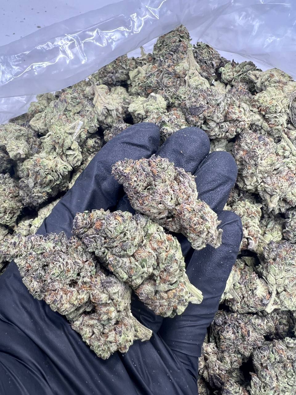 Purple Urkle