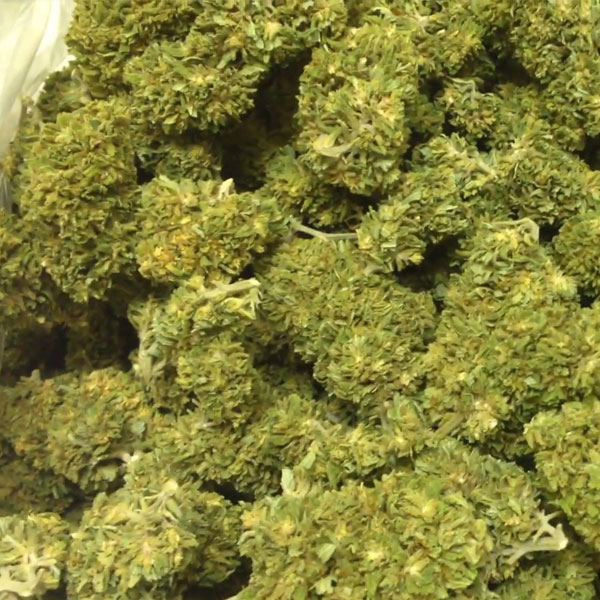 Sativa Strains